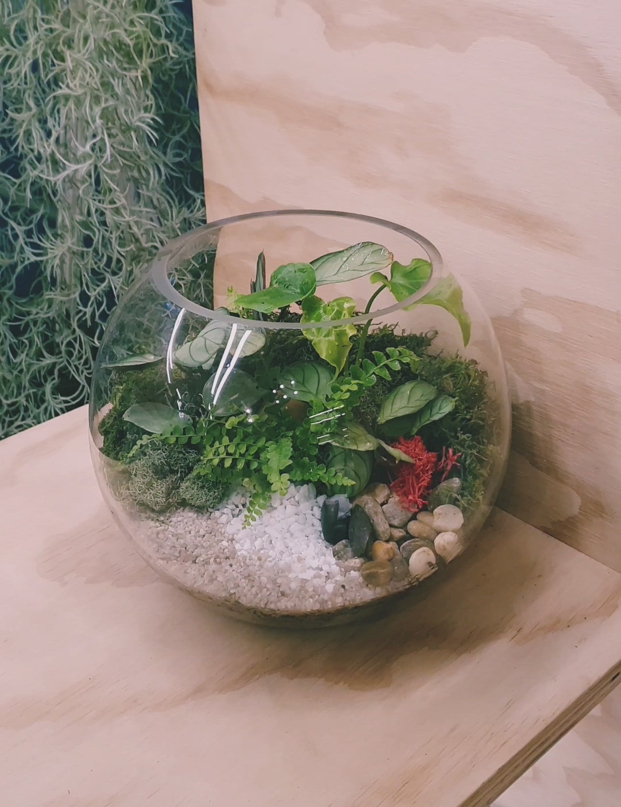 Tropical style small fish bowl terrarium 