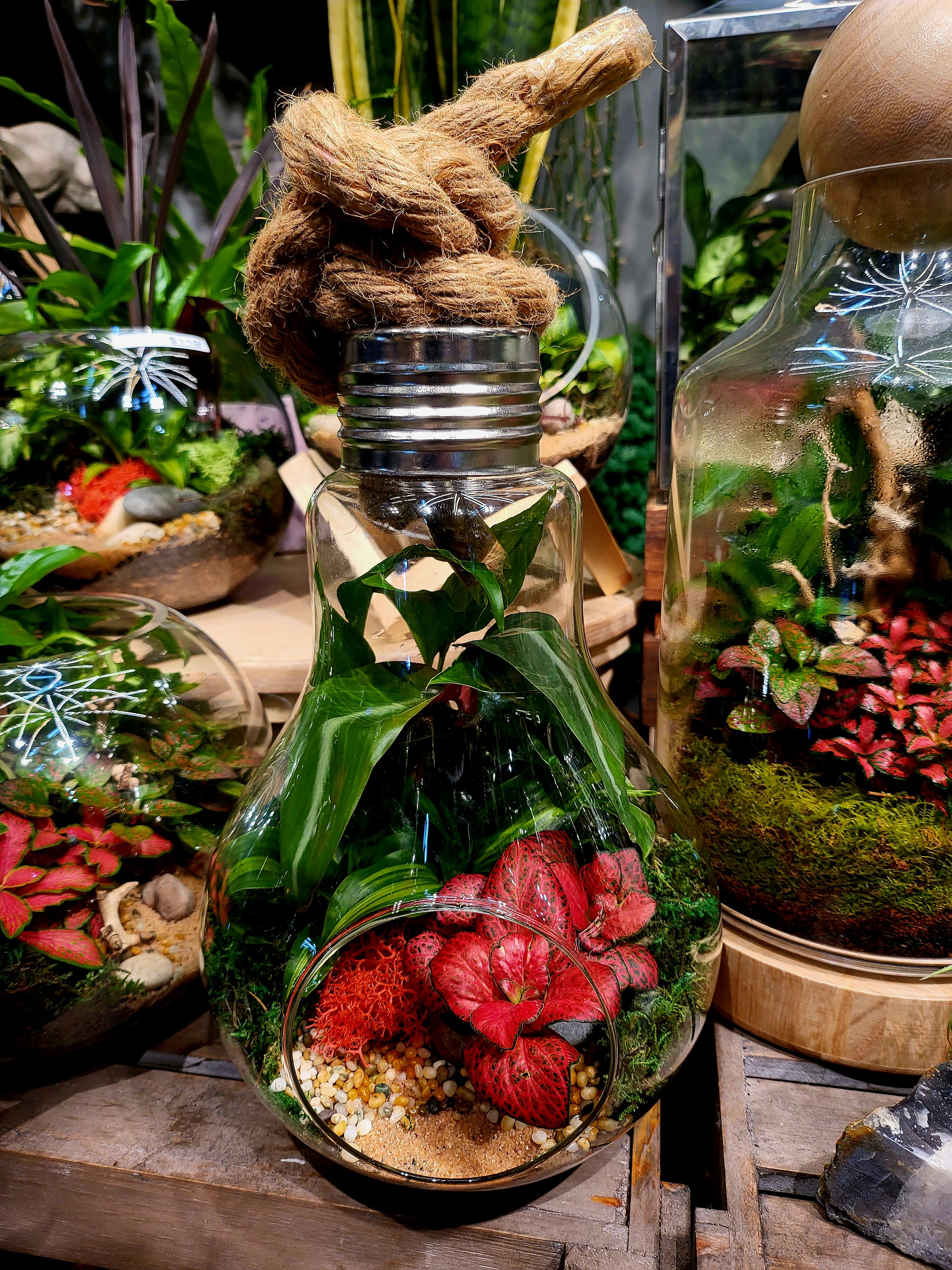 Light Bulb Terrariums Large (Ready-made only)