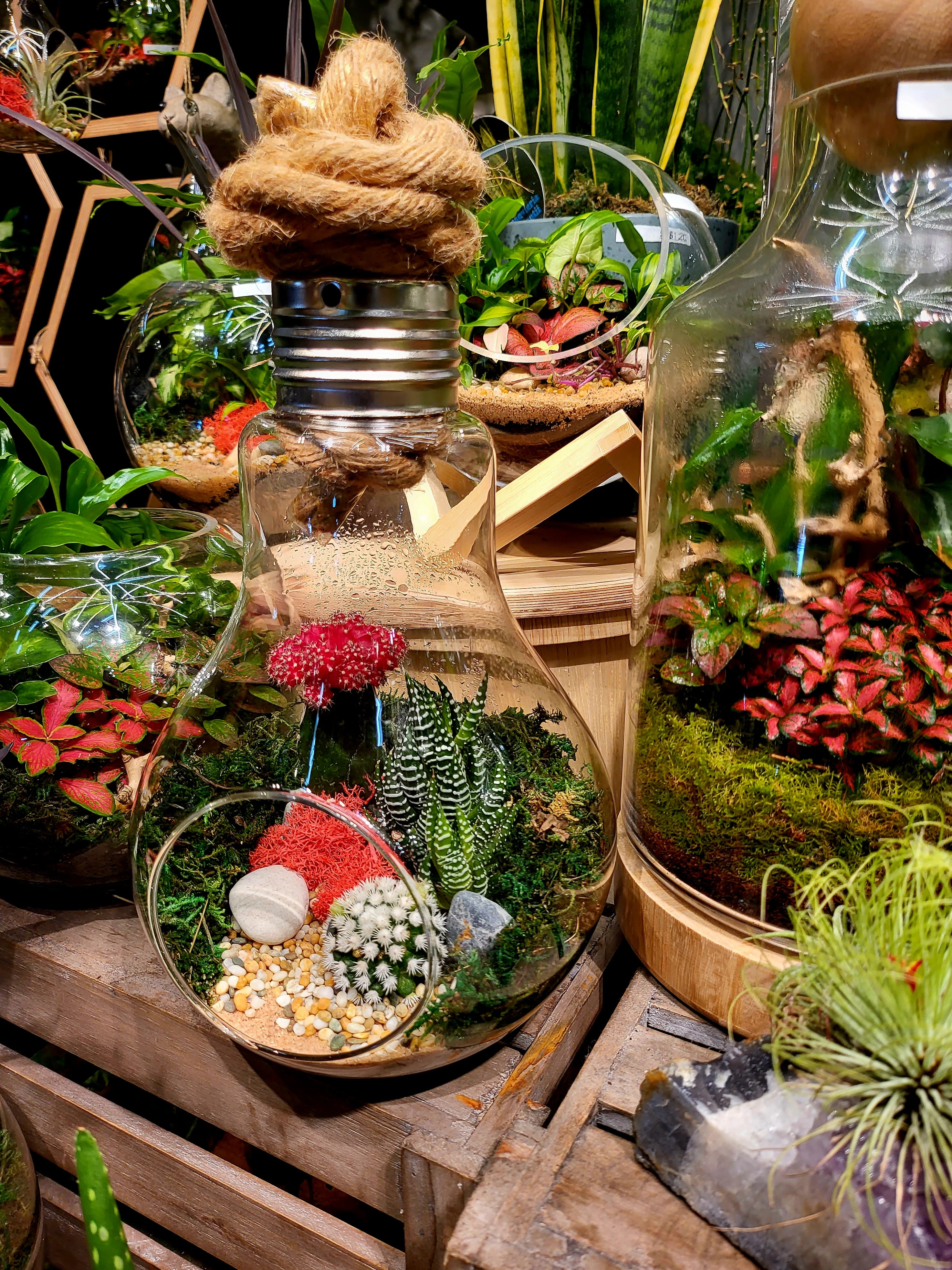 Light Bulb Terrariums Large (Ready-made only)