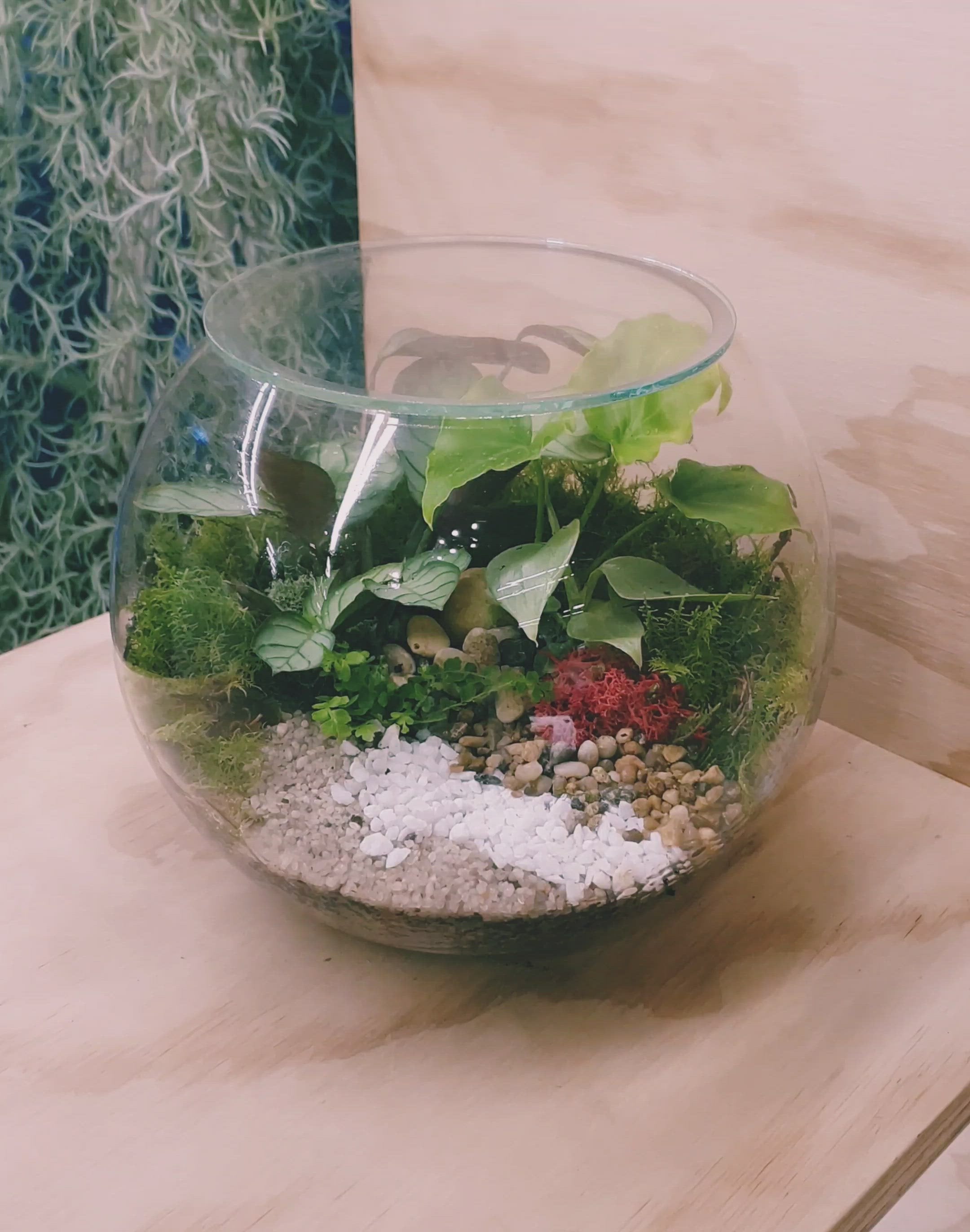 Enclosed fishbowl terrarium Melbourne