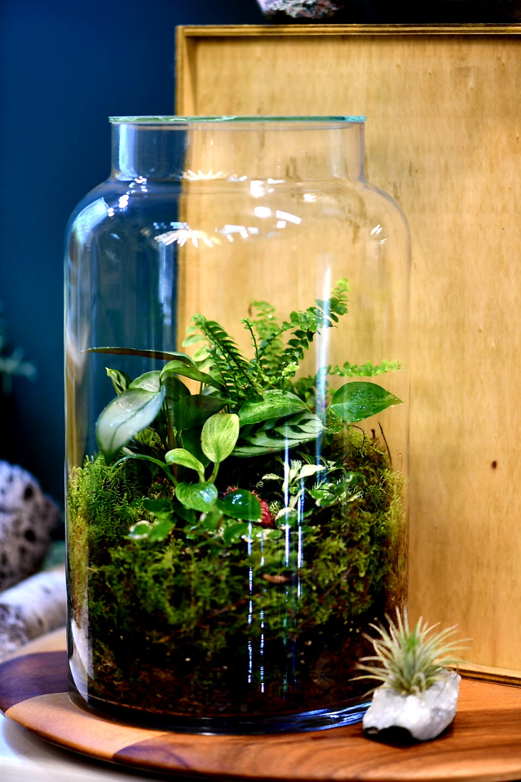 Enclosed Dome Terrariums (Ready-made or DIY)