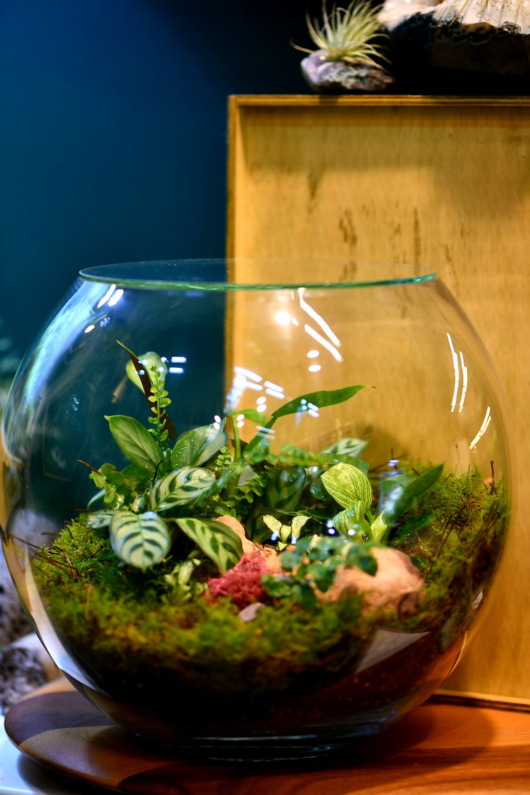 Enclosed Large Fishbowl Terrariums (Ready-made or DIY)