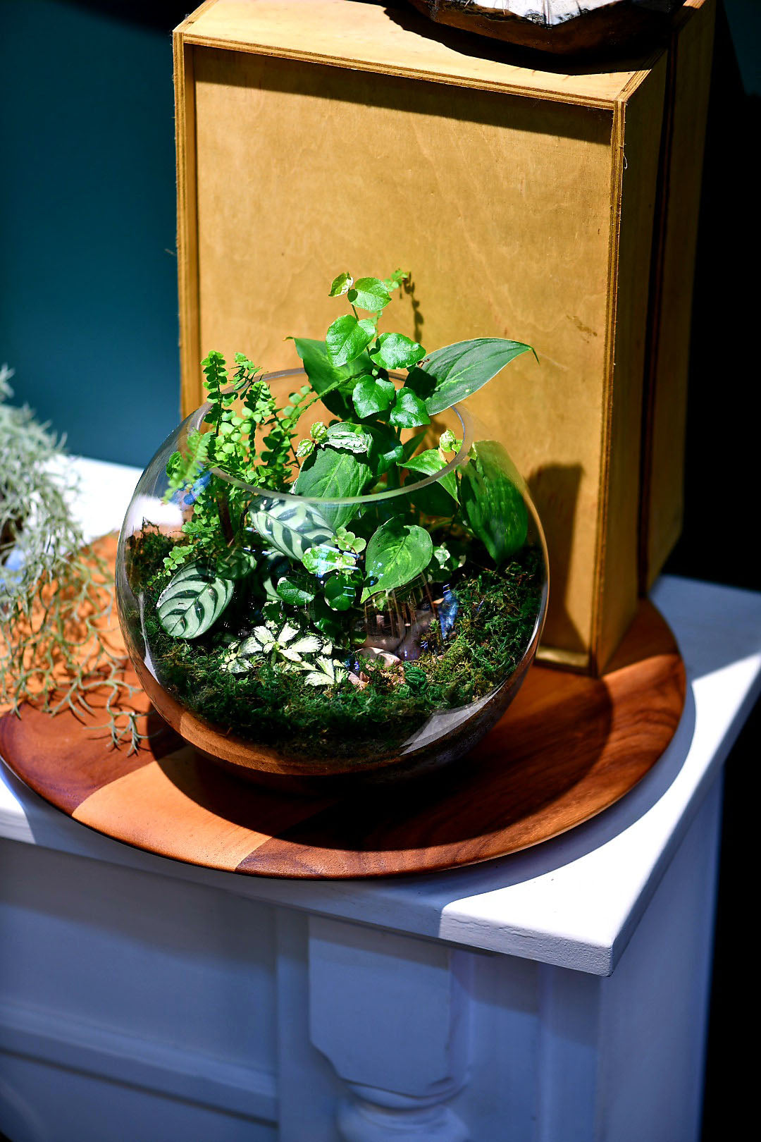 Medium fishbowl terrarium 
