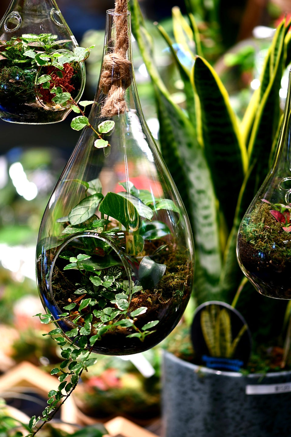 Medium Teardrop Terrarium