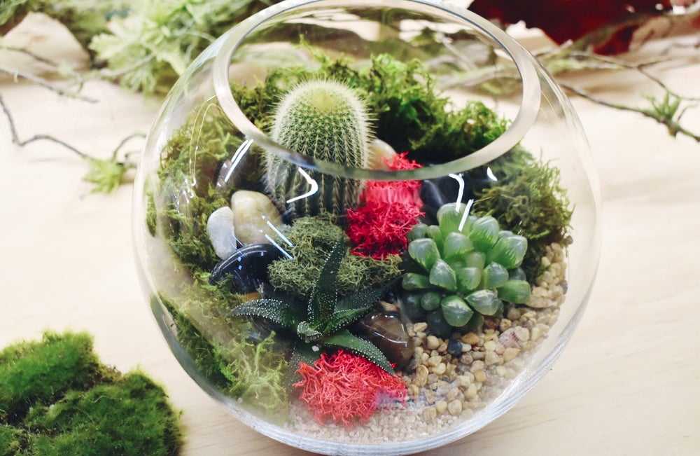 Succulent and Cacti small fish bowl terrarium Melbourne